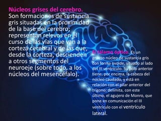 Núcleos grises del cerebro.
Son formaciones de sustancia
gris situadas en la proximidad
de la base del cerebro;
representan relevos en el
curso de las vías que van a la
corteza cerebral y de las que,
desde la corteza, descienden
a otros segmentos del
neuroeje (sobre todo, a los
núcleos del mesencéfalo).
El tálamo óptico. Es un
grueso núcleo de sustancia gris
con forma ovoide, situado al lado
del III ventrículo. Su polo anterior
tiene, por encima, la cabeza del
núcleo caudado, y está en
relación con el pilar anterior del
trígono; delimita, con este
último, el agujero de Monro, que
pone en comunicación el III
ventrículo con el ventrículo
lateral.
 