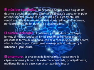 El núcleo candado. Tiene forma de una coma dirigida de
delante a atrás. El extremo anterior o cabeza, se apoya en el polo
anterior del tálamo óptico y sobresale en el asta frontal del
ventrículo lateral; lateralmente está conectado con el putamen,
por la presencia de un puente de sustancia gris.
El núcleo lenticular. El putamen y el pallidum constituyen
juntos, el núcleo lenticular. En las secciones frontales éste
presenta la forma de una cuña, con el vértice dirigido hacia dentro
y hacia abajo; la porción externa corresponde al putamen y la
interna al pallidum.
El antemuro. Es una delgada lámina gris, situada entre la
cápsula externa y la cápsula extrema, conectada, principalmente,
mediante fibras de paso, con la corteza de la ínsula.
 