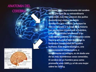 ANATOMIA DEL
CEREBRO La forma poco impresionante del cerebro
no da una idea de su extraordinaria
capacidad, mas bien parecen dos puños
(hemisferios) unidos, de tejido
tembloroso gris-rosáceo, y aunque ha
sido comparado a lo largo de la historia
con elementos creados por el hombre,
como las centrales telefónicas o las
supercomputadoras, en realidad no existe
hasta la actualidad algo que tenga la
fantástica complejidad del cerebro
humano. Este órgano biológico, una
impresionante computadora, o
simplemente un milagro, es sin duda uno
de las más asombrosas cosas conocidas.
El cerebro de un hombre pesa como
promedio unos 1600 g y el de una mujer
sobre los 1450 g.
 