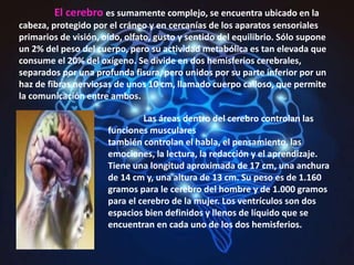 El cerebro es sumamente complejo, se encuentra ubicado en la
cabeza, protegido por el cráneo y en cercanías de los aparatos sensoriales
primarios de visión, oído, olfato, gusto y sentido del equilibrio. Sólo supone
un 2% del peso del cuerpo, pero su actividad metabólica es tan elevada que
consume el 20% del oxígeno. Se divide en dos hemisferios cerebrales,
separados por una profunda fisura, pero unidos por su parte inferior por un
haz de fibras nerviosas de unos 10 cm, llamado cuerpo calloso, que permite
la comunicación entre ambos.
Las áreas dentro del cerebro controlan las
funciones musculares
también controlan el habla, el pensamiento, las
emociones, la lectura, la redacción y el aprendizaje.
Tiene una longitud aproximada de 17 cm, una anchura
de 14 cm y, una altura de 13 cm. Su peso es de 1.160
gramos para le cerebro del hombre y de 1.000 gramos
para el cerebro de la mujer. Los ventrículos son dos
espacios bien definidos y llenos de líquido que se
encuentran en cada uno de los dos hemisferios.
 