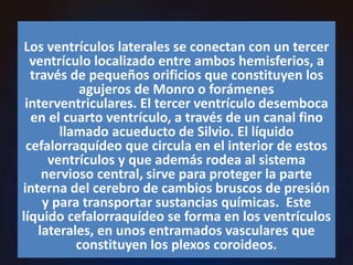 Los ventrículos laterales se conectan con un tercer
ventrículo localizado entre ambos hemisferios, a
través de pequeños orificios que constituyen los
agujeros de Monro o forámenes
interventriculares. El tercer ventrículo desemboca
en el cuarto ventrículo, a través de un canal fino
llamado acueducto de Silvio. El líquido
cefalorraquídeo que circula en el interior de estos
ventrículos y que además rodea al sistema
nervioso central, sirve para proteger la parte
interna del cerebro de cambios bruscos de presión
y para transportar sustancias químicas. Este
líquido cefalorraquídeo se forma en los ventrículos
laterales, en unos entramados vasculares que
constituyen los plexos coroideos.
 