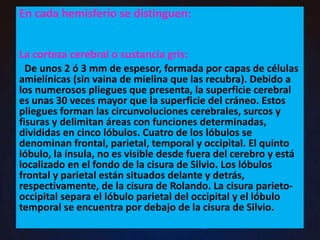 En cada hemisferio se distinguen:
La corteza cerebral o sustancia gris:
De unos 2 ó 3 mm de espesor, formada por capas de células
amielínicas (sin vaina de mielina que las recubra). Debido a
los numerosos pliegues que presenta, la superficie cerebral
es unas 30 veces mayor que la superficie del cráneo. Estos
pliegues forman las circunvoluciones cerebrales, surcos y
fisuras y delimitan áreas con funciones determinadas,
divididas en cinco lóbulos. Cuatro de los lóbulos se
denominan frontal, parietal, temporal y occipital. El quinto
lóbulo, la ínsula, no es visible desde fuera del cerebro y está
localizado en el fondo de la cisura de Silvio. Los lóbulos
frontal y parietal están situados delante y detrás,
respectivamente, de la cisura de Rolando. La cisura parieto-
occipital separa el lóbulo parietal del occipital y el lóbulo
temporal se encuentra por debajo de la cisura de Silvio.
 
