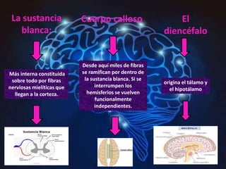 La sustancia
blanca:
Más interna constituida
sobre todo por fibras
nerviosas mielíticas que
llegan a la corteza.
Cuerpo calloso:
Desde aquí miles de fibras
se ramifican por dentro de
la sustancia blanca. Si se
interrumpen los
hemisferios se vuelven
funcionalmente
independientes.
El
diencéfalo
origina el tálamo y
el hipotálamo
 