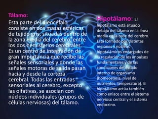 Tálamo:
Esta parte del diencéfalo
consiste en dos masas esféricas
de tejido gris, situadas dentro de
la zona media del cerebro, entre
los dos hemisferios cerebrales.
Es un centro de integración de
gran importancia que recibe las
señales sensoriales y donde las
señales motoras de salida pasan
hacia y desde la corteza
cerebral. Todas las entradas
sensoriales al cerebro, excepto
las olfativas, se asocian con
núcleos individuales (grupos de
células nerviosas) del tálamo.
Hipotálamo: El
hipotálamo está situado
debajo del tálamo en la línea
media en la base del cerebro.
Está formado por distintas
regiones y núcleos
hipotalámicos encargados de
la regulación de los impulsos
fundamentales y de las
condiciones del estado
interno de organismo
(homeostasis, nivel de
nutrientes, temperatura). El
hipotálamo actúa también
como enlace entre el sistema
nervioso central y el sistema
endocrino.
 