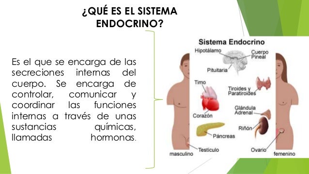 Sistema Endocrino