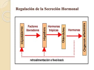 Regulación de la Secreción Hormonal
 