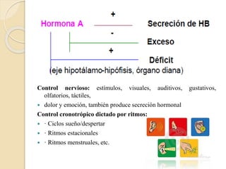 Control nervioso: estímulos, visuales, auditivos, gustativos,
olfatorios, táctiles,
 dolor y emoción, también produce secreción hormonal
Control cronotrópico dictado por ritmos:
 · Ciclos sueño/despertar
 · Ritmos estacionales
 · Ritmos menstruales, etc.
 
