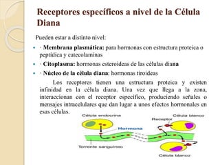 Receptores específicos a nivel de la Célula
Diana
Pueden estar a distinto nivel:
 · Membrana plasmática: para hormonas con estructura proteica o
peptídica y catecolaminas
 · Citoplasma: hormonas esteroideas de las células diana
 · Núcleo de la célula diana: hormonas tiroideas
Los receptores tienen una estructura proteica y existen
infinidad en la célula diana. Una vez que llega a la zona,
interaccionan con el receptor específico, produciendo señales o
mensajes intracelulares que dan lugar a unos efectos hormonales en
esas células.
 