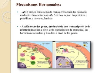 Mecanismos Hormonales:
 . AMP cíclico como segundo mensajero: actúan las hormonas
mediante el mecanismo de AMP cíclico, actúan las proteicas o
peptídicas y las catecolaminas.
 · Acción sobre los genes, produciendo una transcripción de la
cromátida: actúan a nivel de la transcripción de cromátida, las
hormonas esteroideas y tiroideas a nivel de los genes.
 