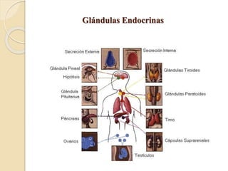 Glándulas Endocrinas
 