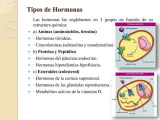 Tipos de Hormonas
Las hormonas las englobamos en 3 grupos en función de su
estructura química:
 a) Aminas (aminoácidos, tirosina)
 · Hormonas tiroideas.
 · Catecolaminas (adrenalina y noradrenalina)
 b) Proteica y Peptídica
 · Hormonas del páncreas endocrino.
 · Hormonas hipotalámica-hipofisiaria.
 c) Esteroides (colesterol)
 · Hormonas de la corteza suprarrenal.
 · Hormonas de las glándulas reproductoras.
 · Metabolitos activos de la vitamina D.
 