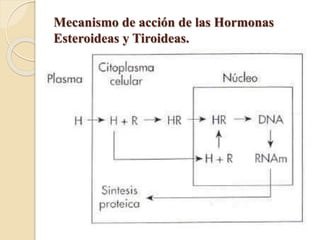 Mecanismo de acción de las Hormonas
Esteroideas y Tiroideas.
 