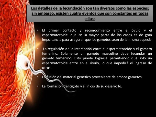 Proceso de Fecundacion