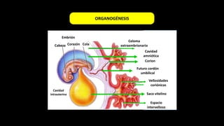 Embrión
Celoma
extraembrionarioCabeza
Cavidad
intrauterina
Corazón Cola
Espacio
intervelloso
Saco vitelino
Vellosidades
coriónicas
Futuro cordón
umbilical
Cavidad
amniótica
Corion
ORGANOGÉNESIS
 