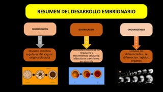 E
S
S
O
N
o
c
u
rr
e
RESUMEN DEL DESARROLLO EMBRIONARIO
SEGMENTACIÓN
División mitótica
regulares del cigoto:
origina blástula
ORGANOGÉNESISGASTRULACIÓN
Divisiones mitóticas no
regulares y
movimientos celulares:
blástula se transforma
en gástrula
Células no
diferenciadas, se
diferencian: tejidos,
órganos
 