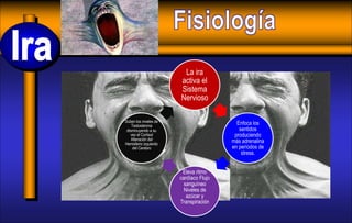 La ira
activa el
Sistema
Nervioso
Enfoca los
sentidos
produciendo
más adrenalina
en períodos de
stress.
Eleva ritmo
cardíaco Flujo
sanguíneo
Niveles de
azúcar y
Transpiración
Suben los niveles de
Testosterona
disminuyendo a su
vez el Cortisol
Alteración del
Hemisferio izquierdo
del Cerebro
 