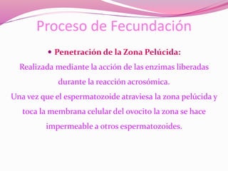 Proceso de Fecundación
 Penetración de la Zona Pelúcida:
Realizada mediante la acción de las enzimas liberadas
durante la reacción acrosómica.
Una vez que el espermatozoide atraviesa la zona pelúcida y
toca la membrana celular del ovocito la zona se hace
impermeable a otros espermatozoides.
 