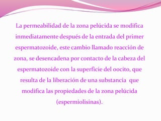 La permeabilidad de la zona pelúcida se modifica
inmediatamente después de la entrada del primer
espermatozoide, este cambio llamado reacción de
zona, se desencadena por contacto de la cabeza del
espermatozoide con la superficie del oocito, que
resulta de la liberación de una substancia que
modifica las propiedades de la zona pelúcida
(espermiolisinas).
 