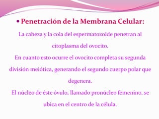  Penetración de la Membrana Celular:
La cabeza y la cola del espermatozoide penetran al
citoplasma del ovocito.
En cuanto esto ocurre el ovocito completa su segunda
división meiótica, generando el segundo cuerpo polar que
degenera.
El núcleo de éste óvulo, llamado pronúcleo femenino, se
ubica en el centro de la célula.
 
