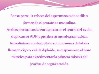 Por su parte, la cabeza del espermatozoide se dilata
formando el pronúcleo masculino.
Ambos pronúcleos se encuentran en el centro del óvulo,
duplican su ADN y pierden su membrana nuclear.
Inmediatamente después los cromosomas del ahora
llamado cigoto, célula diploide, se disponen en el huso
mitótico para experimentar la primera mitosis del
proceso de segmentación.
 