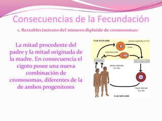 Consecuencias de la Fecundación
La mitad procedente del
padre y la mitad originada de
la madre. En consecuencia el
cigoto posee una nueva
combinación de
cromosomas, diferentes de la
de ambos progenitores
1. Restablecimiento del número diploide de cromosomas:
 