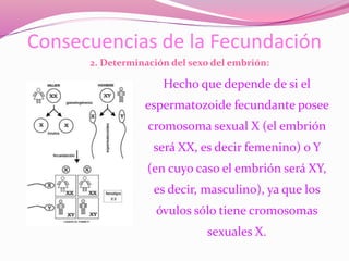 Hecho que depende de si el
espermatozoide fecundante posee
cromosoma sexual X (el embrión
será XX, es decir femenino) o Y
(en cuyo caso el embrión será XY,
es decir, masculino), ya que los
óvulos sólo tiene cromosomas
sexuales X.
Consecuencias de la Fecundación
2. Determinación del sexo del embrión:
 