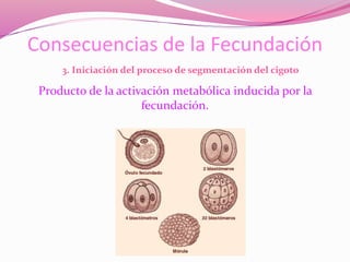 Consecuencias de la Fecundación
Producto de la activación metabólica inducida por la
fecundación.
3. Iniciación del proceso de segmentación del cigoto
 