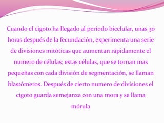Cuando el cigoto ha llegado al periodo bicelular, unas 30
horas después de la fecundación, experimenta una serie
de divisiones mitóticas que aumentan rápidamente el
numero de células; estas células, que se tornan mas
pequeñas con cada división de segmentación, se llaman
blastómeros. Después de cierto numero de divisiones el
cigoto guarda semejanza con una mora y se llama
mórula
 