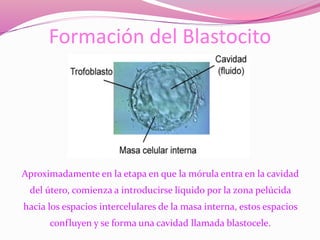 Formación del Blastocito
Aproximadamente en la etapa en que la mórula entra en la cavidad
del útero, comienza a introducirse liquido por la zona pelúcida
hacia los espacios intercelulares de la masa interna, estos espacios
confluyen y se forma una cavidad llamada blastocele.
 