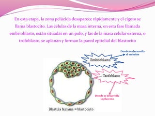En esta etapa, la zona pelúcida desaparece rápidamente y el cigoto se
llama blastocito. Las células de la masa interna, en esta fase llamada
embrioblasto, están situadas en un polo, y las de la masa celular externa, o
trofoblasto, se aplanan y forman la pared epitelial del blastocito
Donde se desarrolla
el embrión
Donde se desarrolla
la placenta
 