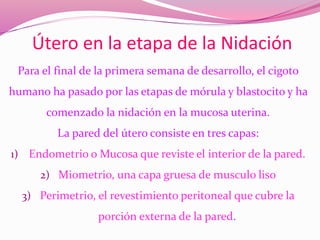 Útero en la etapa de la Nidación
Para el final de la primera semana de desarrollo, el cigoto
humano ha pasado por las etapas de mórula y blastocito y ha
comenzado la nidación en la mucosa uterina.
La pared del útero consiste en tres capas:
1) Endometrio o Mucosa que reviste el interior de la pared.
2) Miometrio, una capa gruesa de musculo liso
3) Perimetrio, el revestimiento peritoneal que cubre la
porción externa de la pared.
 