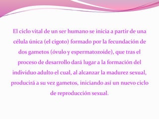 El ciclo vital de un ser humano se inicia a partir de una
célula única (el cigoto) formado por la fecundación de
dos gametos (óvulo y espermatozoide), que tras el
proceso de desarrollo dará lugar a la formación del
individuo adulto el cual, al alcanzar la madurez sexual,
producirá a su vez gametos, iniciando así un nuevo ciclo
de reproducción sexual.
 