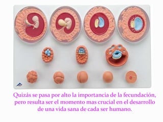 Quizás se pasa por alto la importancia de la fecundación,
pero resulta ser el momento mas crucial en el desarrollo
de una vida sana de cada ser humano.
 