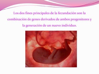 Los dos fines principales de la fecundación son la
combinación de genes derivados de ambos progenitores y
la generación de un nuevo individuo.
 