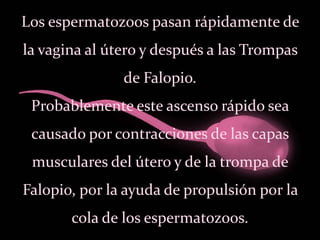 Los espermatozoos pasan rápidamente de
la vagina al útero y después a las Trompas
de Falopio.
Probablemente este ascenso rápido sea
causado por contracciones de las capas
musculares del útero y de la trompa de
Falopio, por la ayuda de propulsión por la
cola de los espermatozoos.
 