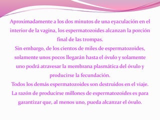 Aproximadamente a los dos minutos de una eyaculación en el
interior de la vagina, los espermatozoides alcanzan la porción
final de las trompas.
Sin embargo, de los cientos de miles de espermatozoides,
solamente unos pocos llegarán hasta el óvulo y solamente
uno podrá atravesar la membrana plasmática del óvulo y
producirse la fecundación.
Todos los demás espermatozoides son destruidos en el viaje.
La razón de producirse millones de espermatozoides es para
garantizar que, al menos uno, pueda alcanzar el óvulo.
 
