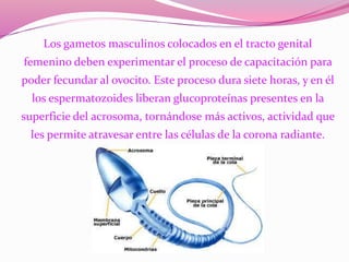 Los gametos masculinos colocados en el tracto genital
femenino deben experimentar el proceso de capacitación para
poder fecundar al ovocito. Este proceso dura siete horas, y en él
los espermatozoides liberan glucoproteínas presentes en la
superficie del acrosoma, tornándose más activos, actividad que
les permite atravesar entre las células de la corona radiante.
 