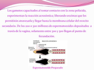 Los gametos capacitados al tomar contacto con la zona pelúcida,
experimentan la reacción acrosómica; liberando enzimas que les
permitirán atravesarla y llegar hasta la membrana celular del ovocito
secundario. De los 200 o 300 millones de espermatozoides depositados a
través de la vagina, solamente entre 300 y 500 llegan al punto de
fecundación.
Espermatozoide Preparado
 