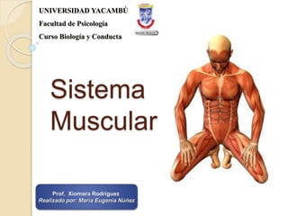UNIVERSIDAD YACAMBÚ
Facultad de Psicología
Curso Biología y Conducta
Sistema
Muscular
Prof. Xiomara Rodriguez
Realizado por: María Eugenia Núñez
 