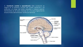 5.- Conducto central o ependimario: Este conducto se 
origina en el extremo caudal del cuarto ventrículo y se 
extiende a lo largo del bulbo raquídeo y médula espinal, 
terminando en el cono medular en una zona ligeramente 
ensanchada denominada ventrículo terminal. 
 