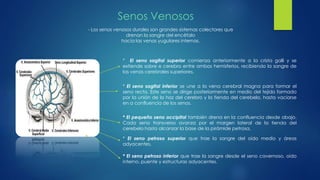Senos Venosos 
- Los senos venosos durales son grandes sistemas colectores que 
drenan la sangre del encéfalo 
hacia las venas yugulares internas. 
* El seno sagital superior comienza anteriormente a la crista galli y se 
extiende sobre e cerebro entre ambos hemisferios, recibiendo la sangre de 
las venas cerebrales superiores. 
* El seno sagital inferior se une a la vena cerebral magna para formar el 
seno recto. Este seno se dirige posteriormente en medio del tejido formado 
por la unión de la hoz del cerebro y la tienda del cerebelo, hasta vaciarse 
en a confluencia de los senos. 
* El pequeño seno occipital también drena en la confluencia desde abajo. 
Cada seno transverso avanza por el margen lateral de la tienda del 
cerebelo hasta alcanzar la base de la pirámide petrosa, 
* El seno petroso superior que trae la sangre del oído medio y áreas 
adyacentes. 
* El seno petroso inferior que trae la sangre desde el seno cavernoso, oído 
interno, puente y estructuras adyacentes. 
