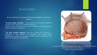 Duramadre 
Es una membrana gruesa formada de tejido conjuntivo 
denso. 
*La dura madre raquídea : Se encuentra en el canal vertebral y 
encierra en su interior a la médula espinal. El 
espacio entre el periostio del canal vertebral y la duramadre se 
denomina espacio epidural. 
La superficie interna de la duramadre está revestida por células 
planas y las fibras de colágeno se 
orientan longitudinalmente 
*La dura madre cerebral: tiene dos capas (una externa o 
perióstica y una interna o meníngea), las cuales están 
fuertemente unidas en el adulto. Ambas están compuestas de 
fibras de colágeno y fibroblastos. 
 