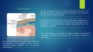 Piamadre 
Es una delicada lámina de tejido conjuntivo formada de 
fibroblastos planos modificados que se adosan a la superficie 
del encéfalo y médula espinal. 
La piamadre contiene gran cantidad de vasos sanguíneos y 
se continúa con su capa peri vascular. Entre las células de la 
piamadre y el tejido nervioso existen pequeñas fibras de 
colágeno y elastina. 
Las superficies de la aracnoides, las trabéculas 
aracnoideas y la superficie interna de la 
piamadre están cubiertas por un epitelio 
simple plano. 
Los vasos piales y del plexo coroideo poseen una profusa 
inervación simpática proveniente de los plexos vertebral y 
carotídeo. 
 