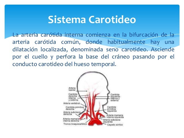 Tarea 6 de neurociencias