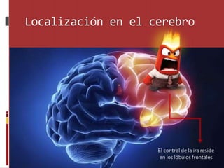 Localización en el cerebro
El control de la ira reside
en los lóbulos frontales
 