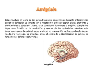 Esta estructura en forma de dos almendras que se encuentra en la región anteroinferior
del lóbulo temporal. Se conecta con el hipotálamo, el núcleo septal, el área prefrontal y
el núcleo medio dorsal del tálamo. Estas conexiones hacen que la amígdala cumpla una
importante función en la mediación y control de las actividades afectivas más
importantes como la amistad, amor y afecto, en la expresión de los estados de ánimo,
miedo, ira y agresión. La amígdala, al ser el centro de la identificación de peligro, es
fundamental para la supervivencia.
 