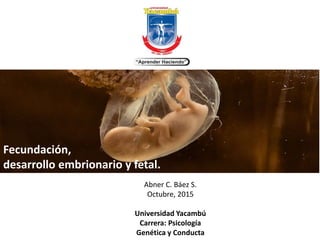 Fecundación,
desarrollo embrionario y fetal.
Abner C. Báez S.
Octubre, 2015
Universidad Yacambú
Carrera: Psicología
Genética y Conducta
 