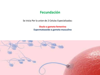 Se inicia Por la union de 2 Celulas Especializadas:
Ovulo o gameto femenino
Espermatozoide o gameto masculino
Fecundación
 