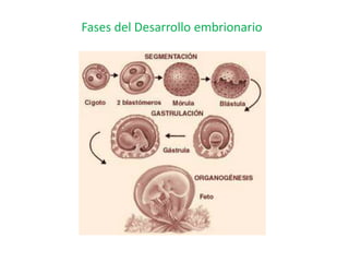 En este sentido, se presenta un resumen del desarrollo embrionario del ser humano, en los 9 meses de
vida intrauterina:
PR...
