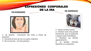 EXPRESIÓNES CORPORALES
DE LA IRA
1.- Se observa contracción del rostro y líneas de
expresión.
2.- Aumenta el tono de voz con gritos violentos.
3.- No se escucha a la otra persona.
EN HUMANOS
EN ANIMALES
1.- Hacen sonidos fuertes.
2.- Intentan verse mas grande
físicamente que el oponente
o agresor para intimidarlos.
3.- Muestran sus dientes
agresivamente.
4.- se quedan mirando
fijamente a su oponente.
 